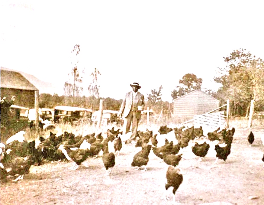 FATHER DIVINE feeding chickens in the Promised Land